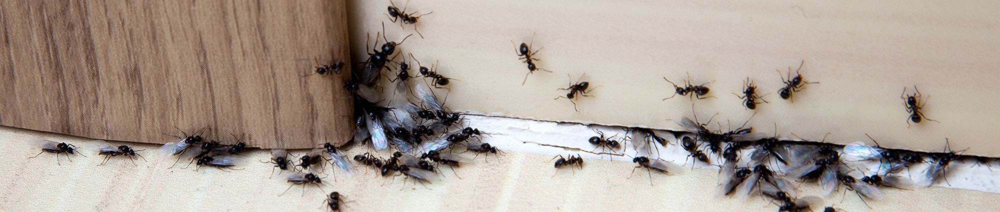 Pest Control Services